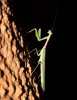 Praying-Mantis-Cochise-01.jpg
