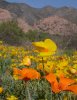 Cochise-view-yellow-flowers.jpg