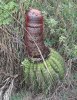 dildo-cactus.jpg