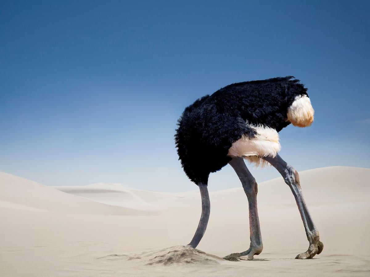 do-ostriches-bury-their-heads-in-the-sand.jpg