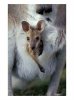 Red-necked-Wallaby-Joey-in-Pouch-Bunya-Mountain-National-Park-Australia-Photographic-Print-C122.jpeg