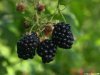 blackberries3721L.jpg