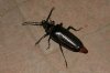 beetle-sp-home-062808-02.jpg