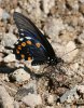 Pipevine-Swallowtail-Madera-Canyon-071708-08-ED.jpg