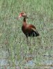 Black-bellied-Whislting-Duck-Rio-Rico-071708-02-ED.jpg