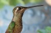 Magnificent-Hummingbird-Madera-Canyon-071708-03-ED.jpg