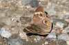 Common-Buckeye-Madera-Canyon-071708-18-ED.jpg