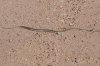 normal_Checkered-Gartersnake-Coffman-Road-Whitewater-Draw-092908-02-ED.jpg