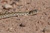 normal_Checkered-Gartersnake-Coffman-Road-Whitewater-Draw-092908-07-ED.jpg