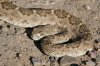 normal_Western-Diamondback-Rattlesnake-Sweetwater-Wetlands-090608-21-ED.jpg