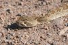 normal_Mohave-Rattlesnake-Coffman-Road-Whitewater-Draw-092908-10-ED.jpg