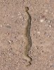 normal_Mohave-Rattlesnake-Coffman-Road-Whitewater-Draw-092908-11-ED.jpg