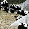 pandas.jpg