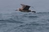 normal_Black-footed-Albatross-Monterey-Bay-082908-35-ED.jpg