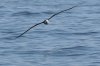 normal_Laysan-Albatross-Monterey-Bay-082908-17-ED.jpg