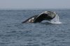 normal_Humpback-Whale-Monterey-Bay-082908-05-ED.jpg