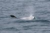 normal_Risso_s-Dolphin-Monterey-Bay-082908-03-ED.jpg