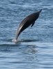 normal_Long-beaked-Common-Dolphin-Monterey-Bay-082908-05-ED.jpg