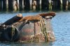 normal_California-Sea-Lion-Monterey-Bay-082908-07-ED.jpg