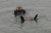 normal_Sea-Otter-Monterey-Bay-082908-39-ED.jpg