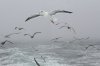 normal_Seabirds-Monterey-Bay-082908-05.jpg