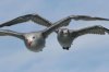 normal_Heermann_s-Gull-Monterey-Bay-082908-19-ED.jpg