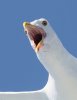 normal_Western-Gull-Monterey-Bay-082908-20-ED.jpg