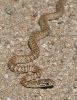 normal_Coachwhip-Pearce-101308-08-ED.jpg