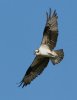 normal_Osprey-Lakeside-Park-Tucson-121908-09-ED.jpg