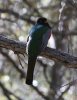 normal_Elegant-Trogon-Madera-Canyon-021909-20-ED.jpg