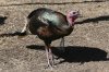 normal_Wild-Turkey-Madera-Canyon-021909-05-ED.jpg