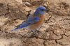 normal_Western-Bluebird-Guajolote-Flats-121408-05-ED.jpg