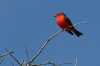 normal_Vermilion-Flycatcher-Slaughter-Ranch-021109-05-ED.jpg