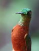 normal_Chestnut-breasted-Coronet-Tapichalaca-Ecuador-031009-01-ED.jpg