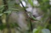 normal_Sword-billed-Hummingbird-Yanacocha-Ecuador-030609-01-ed.jpg