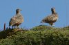 normal_Rufous-bellied-Seedsnipe-Papallacta-Pass-Ecuador-031109-17-ED.jpg