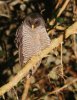 normal_San-Isidro-Owl-Cabanas-San-Isidro-Ecuador-031109-02-ED.jpg