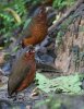 normal_Giant-Antpitta-Angel-Paz-Refugio-de-las-Aves-Ecuador-030409-16-ED.jpg