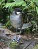 normal_Jocotoco-Antpitta-Tapichalaca-Ecuador-030809-05-ED.jpg