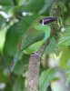 normal_Crimson-rumped-Toucanet-Los-Bancos-Ecuador-030509-01-ED.jpg