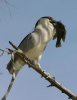 Black-crowned-Night-Heron-Ried-Park-042509-04-ED.jpg