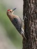 Gila-Woodpecker-Paton's-042509-05-ED.jpg