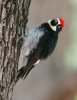 normal_Acorn-Woodpecker-Madera-Canyon-050809-04-ED.jpg