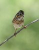 normal_Lincoln_s-Sparrow-Madera-Canyon-050809-02-ED.jpg