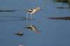 normal_American-Avocet-Sweetwater-050809-02-ED.jpg