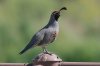 normal_Gambel_s-Quail-Santa-Cruz-Ina-Rd-050809-05-ED.jpg