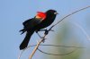 normal_Red-winged-Blackbird-Sweetwater-050809-11-ED.jpg