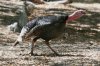 normal_Wild-Turkey-Madera-Canyon-050809-03-ED.jpg