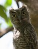 normal_Western-Screech-Owl-NW-Tucson-051709-08-ED.jpg