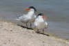 normal_Elegant-Tern-Lakeside-Park-Tucson-060709-17-ED.jpg